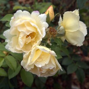 Rosa 'Topaz Jewel' in 2 Gallon Pot