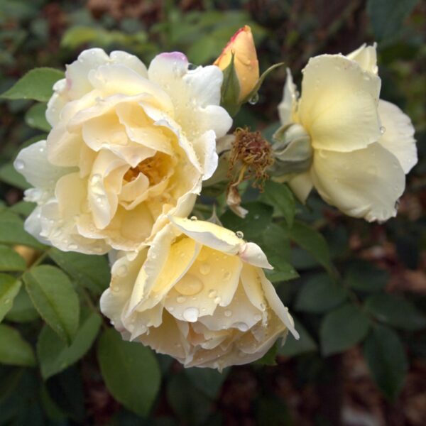 Rosa 'Topaz Jewel' in 2 Gallon Pot
