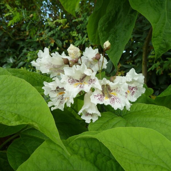 Western Catalpa in 2 Gallon Pot