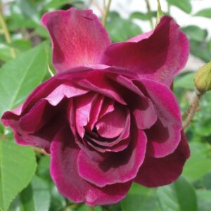 Rosa 'Burgundy Iceberg' in 2 Gallon Pot