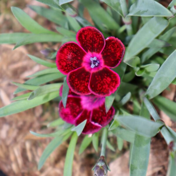 Violet Dianthus in 1 gallon pot