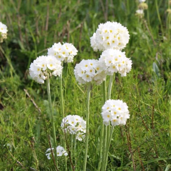 White Sea Thrift in 1 gallon pot