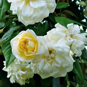 Rosa 'Malvern Hills' in 2 Gallon Pot