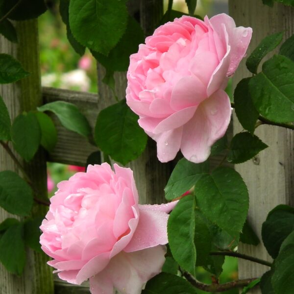 Rosa 'Constance Spry' in 2 Gallon Pot