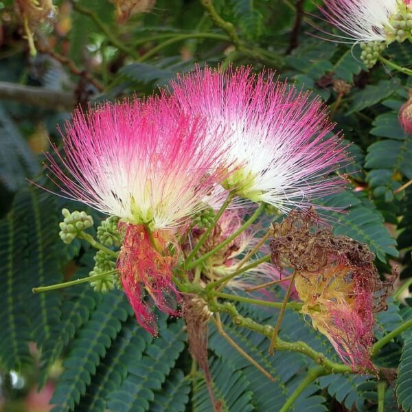 Mimosa Tree (Albizia) in 2 Gallon Pot