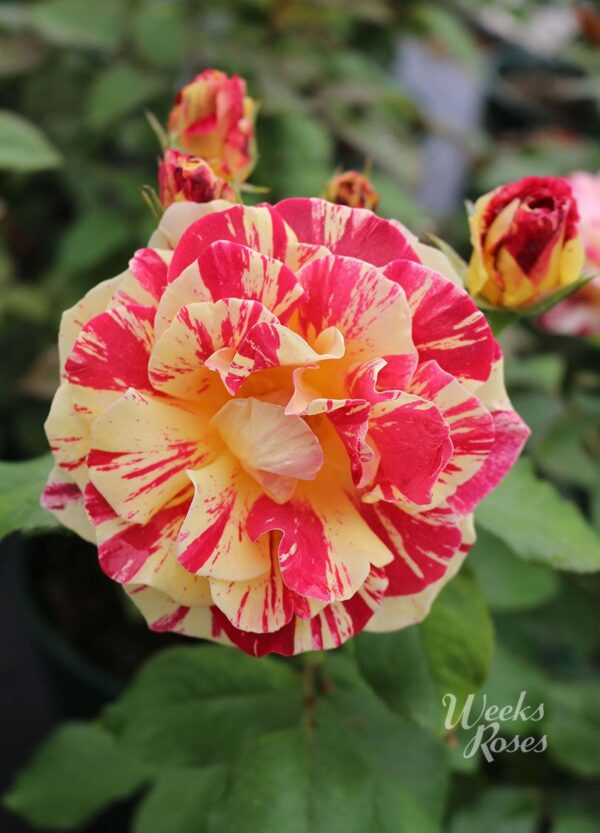 Rosa 'George Burns' in 2 Gallon Pot