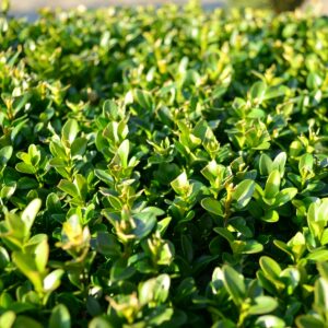 Winter Gem Boxwood in 1 Gallon Pot