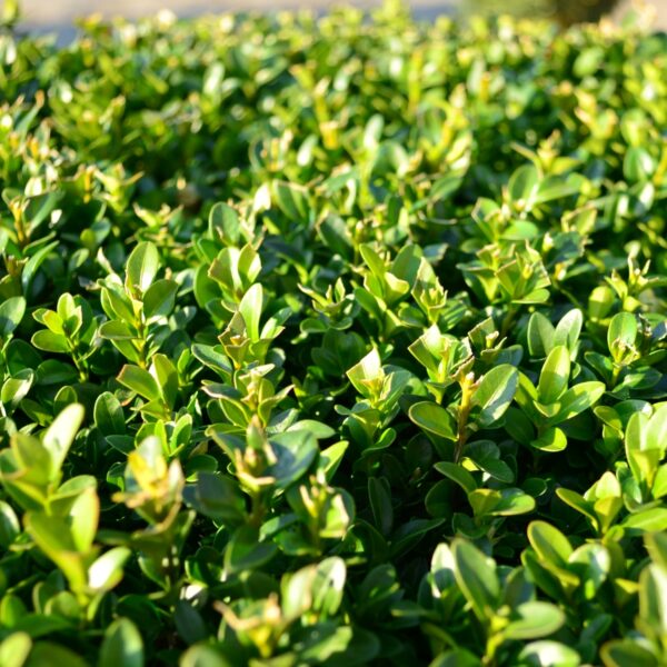 Winter Gem Boxwood in 2 Gallon Pot