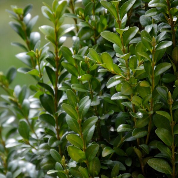 Calgary Boxwood in 2 Gallon Pot