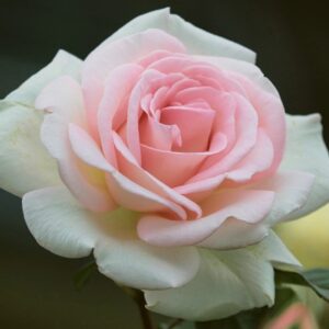 Rosa 'Francis Meilland' in 3 Gallon Pot