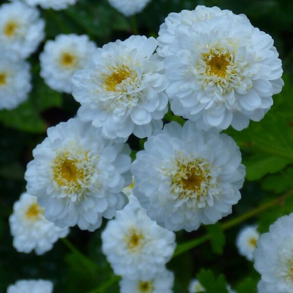 Double White Feverfew in 1 gallon pot