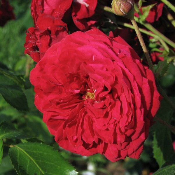 Rosa 'Florentina' in 2 Gallon Pot