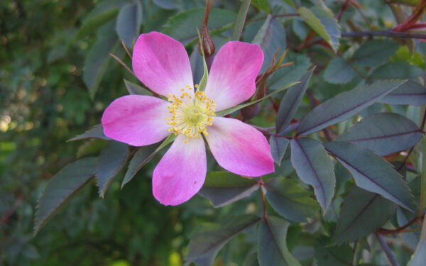 Rosa rubrifolia (glauca) in 2 Gallon Pot