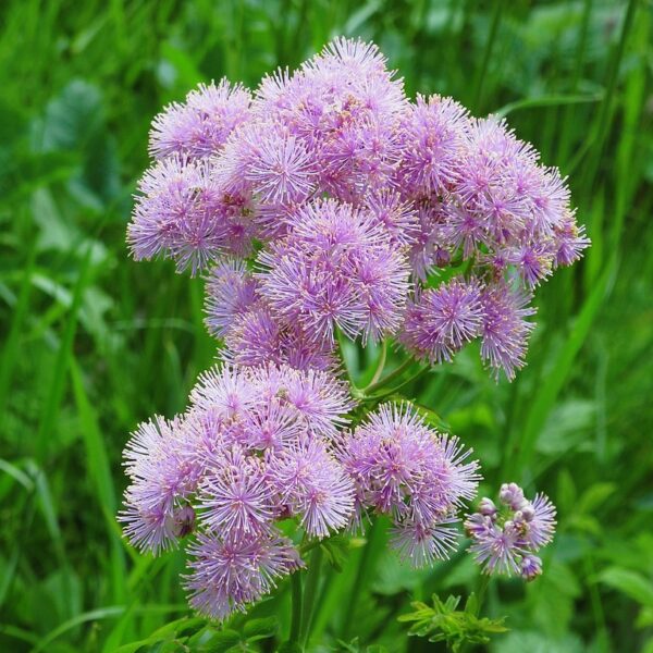 Meadow rue (thalictrum) in 1 gallon pot