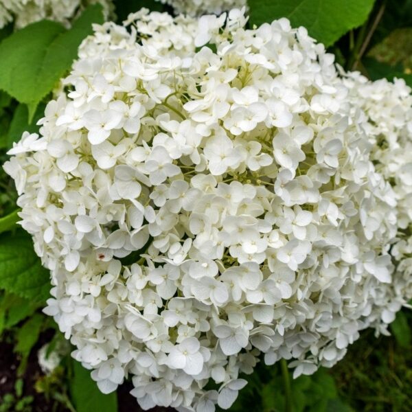 Hydrangea 'Annabelle' 1 Gallon Pot