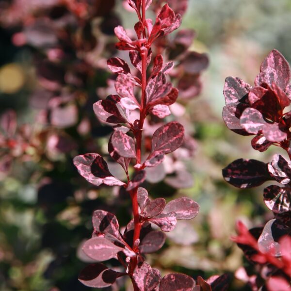 Berberis 'Rose Glow' Barberry 1 Gallon Pot