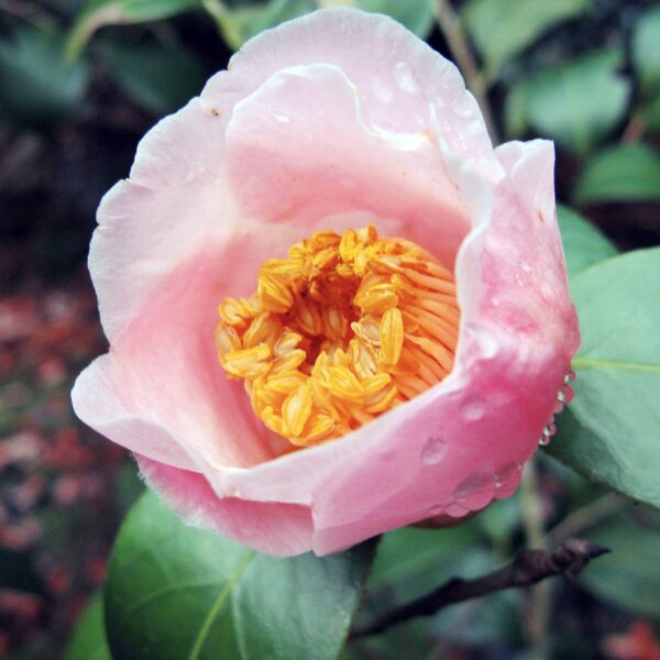 Real Tea Plant – Camellia sinensis ‘Blushing Maiden’