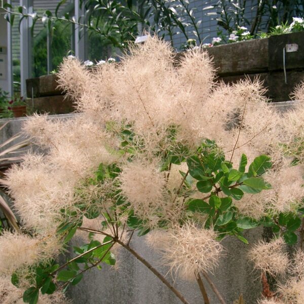 Dwarf Smoke Bush - Cotinus 'Young Lady' 5 gallon