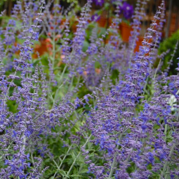 'Little Spire' Russian Sage (Perovskia) in 1 gallon pot
