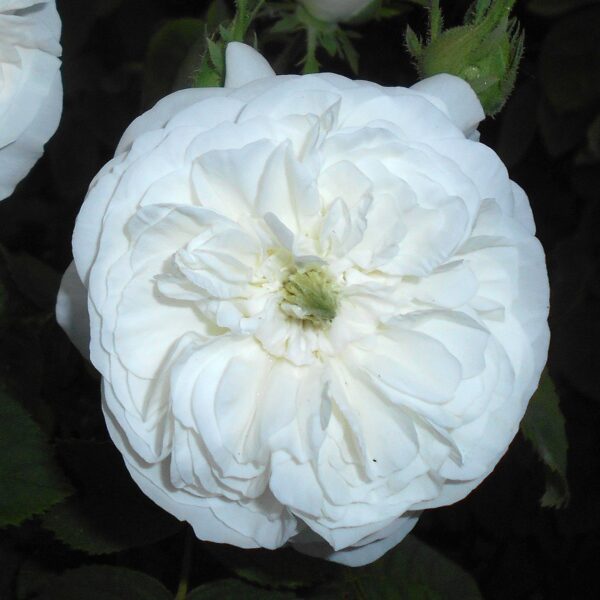 Rosa 'Madame Hardy' in 2 gallon pot