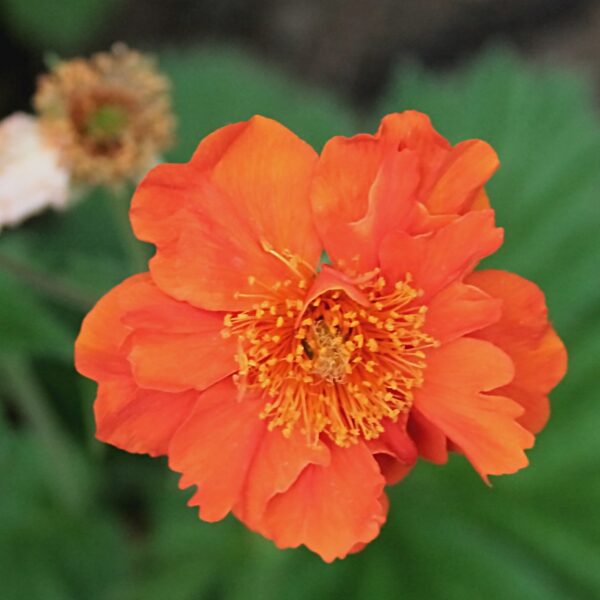 Geum Koi in 1 gallon pot