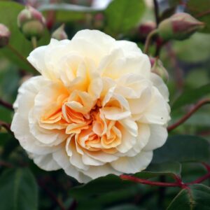 Rosa 'Buff Beauty' in 2 Gallon Pot