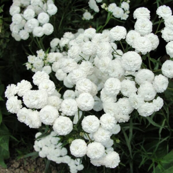 Achillea ptarmica 'The Pearl' in 1 gallon pot