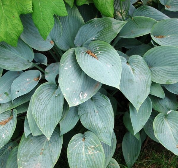 'Fragrant Blue' Hosta in 1 gallon pot