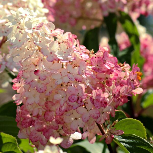 Pink Diamond Panicle Hydrangea 1 Gallon Pot