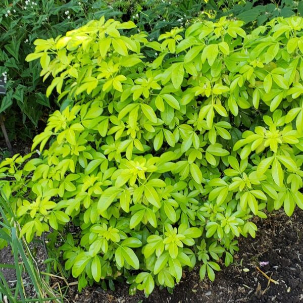 'Sundance' Mexican Orange Blossom in 2 Gallon Pot