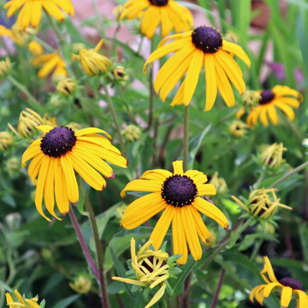 'Little Goldstar' Rudbeckia in 1 gallon pot