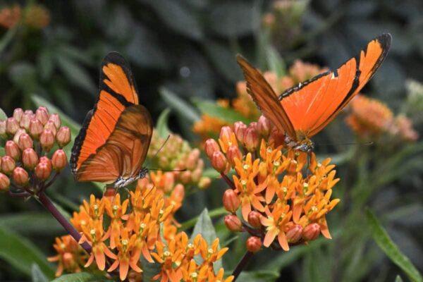 Orange Butterfly Weed in 1 gallon pot