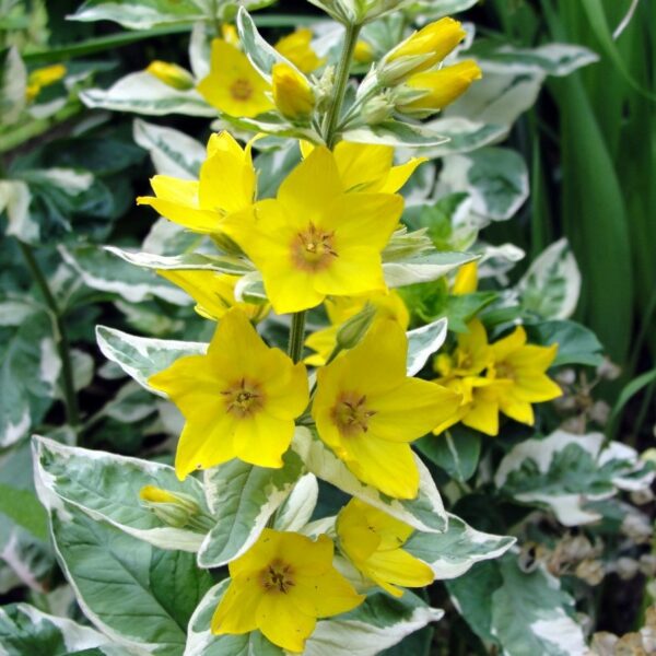 Dotted Loosestrife 'Alexander' in 1 gallon pot