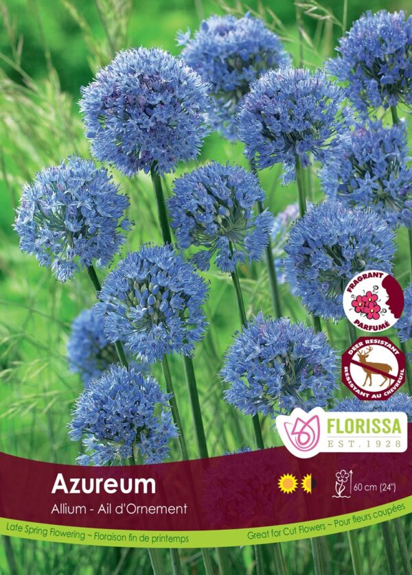 Allium Azureum (each bulb)