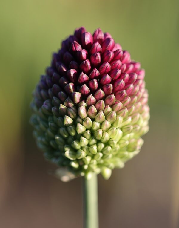 Allium Sphaerocephalon (each bulb)