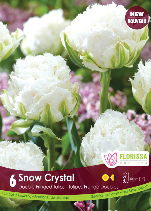 Double Fringed Tulips 'Snow Crystal' (pack of 6 bulbs)