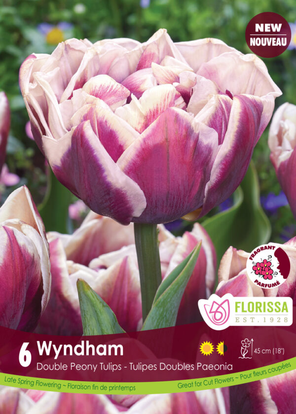 Double Peony Tulips 'Wyndham' (pack of 6 bulbs)
