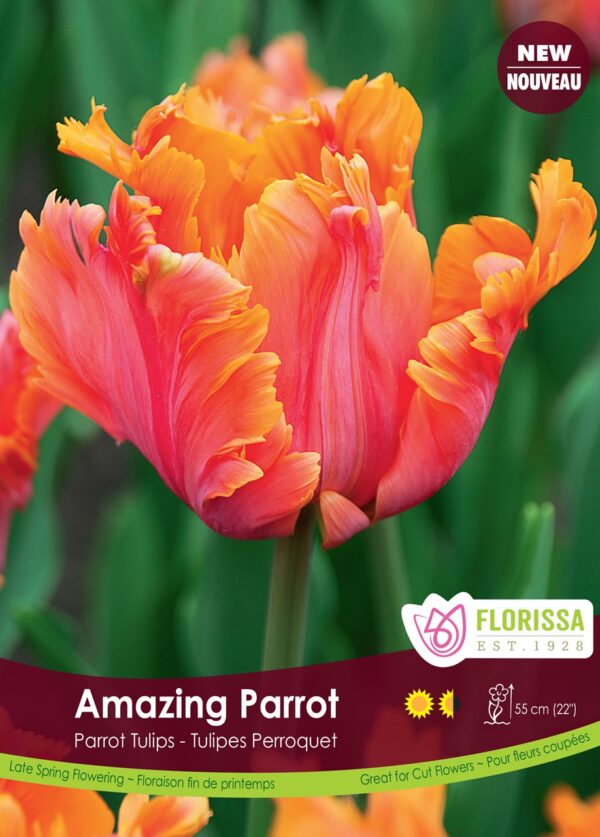 Parrot Tulips 'Amazing Parrot' (each bulb)