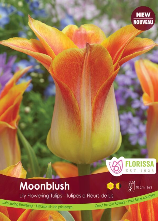 Lily-Flowering Tulips 'Moonblush' (each bulb)