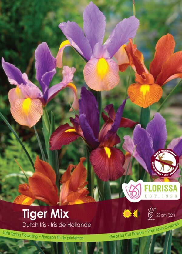 Dutch Iris 'Tiger Mix' (each bulb)