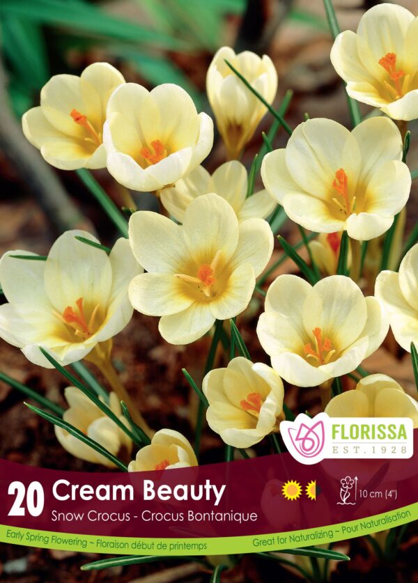 Snow Crocus 'Cream Beauty' (pack of 20 bulbs)