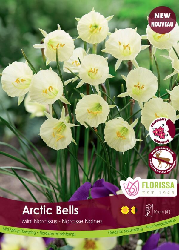 Mini Narcissus 'Arctic Bells' (each bulb)