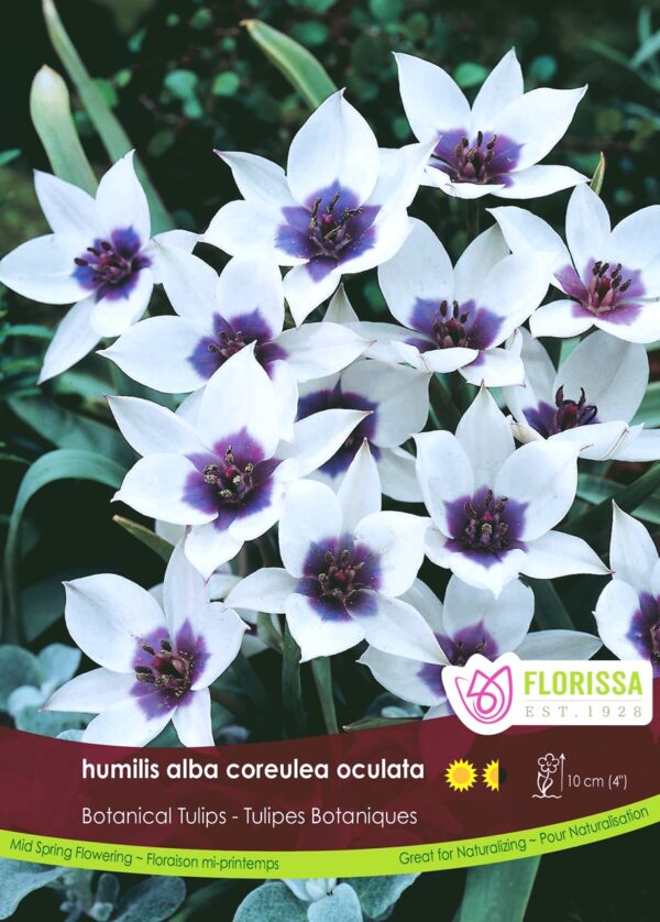 Botanical Tulips humilis alba coreulea oculata (each bulb)