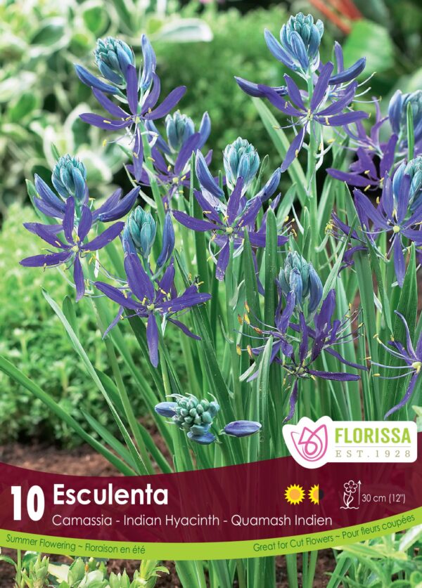 Camassia Esculenta (pack of 10 bulbs)