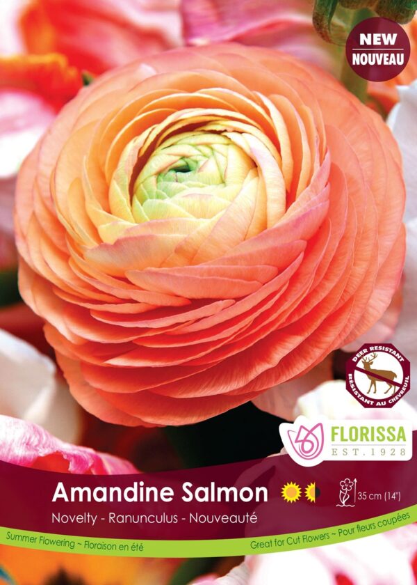 Ranunculus 'Amandine Salmon' (each tuber)