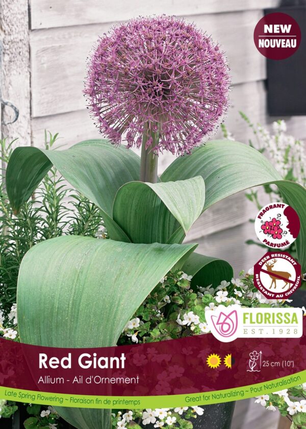 Allium 'Red Giant' (each bulb)