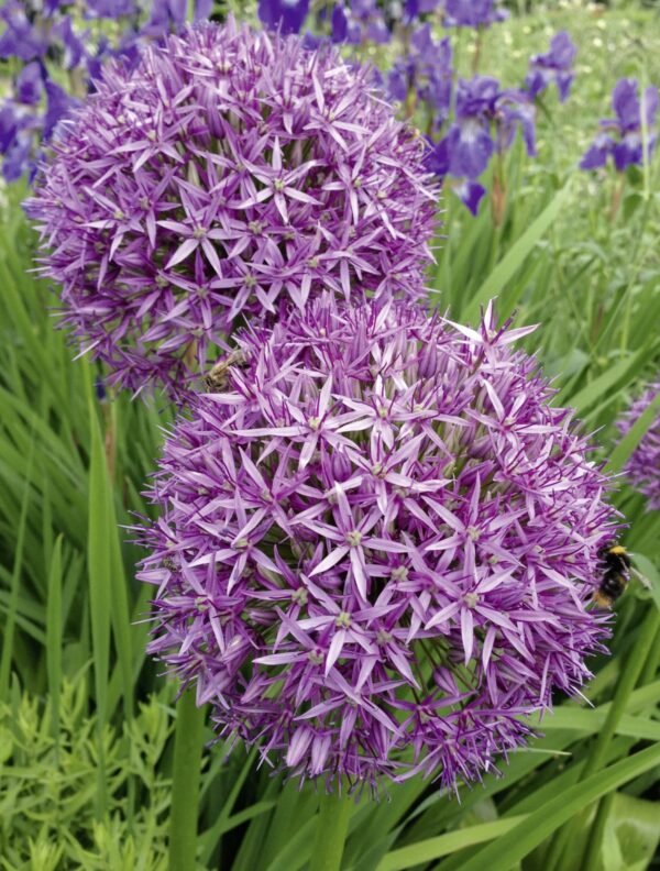 Allium Christophii (each bulb)