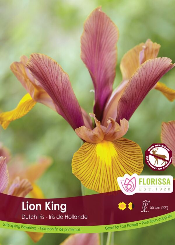 Dutch Iris 'Lion King' (each bulb)