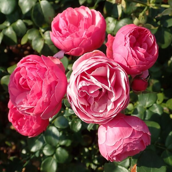 Rosa 'Pomponella' in 2 Gallon Pot