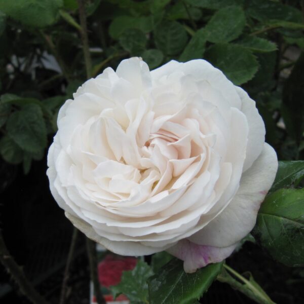 Rosa 'Boule de Neige' in a 2 Gallon Pot
